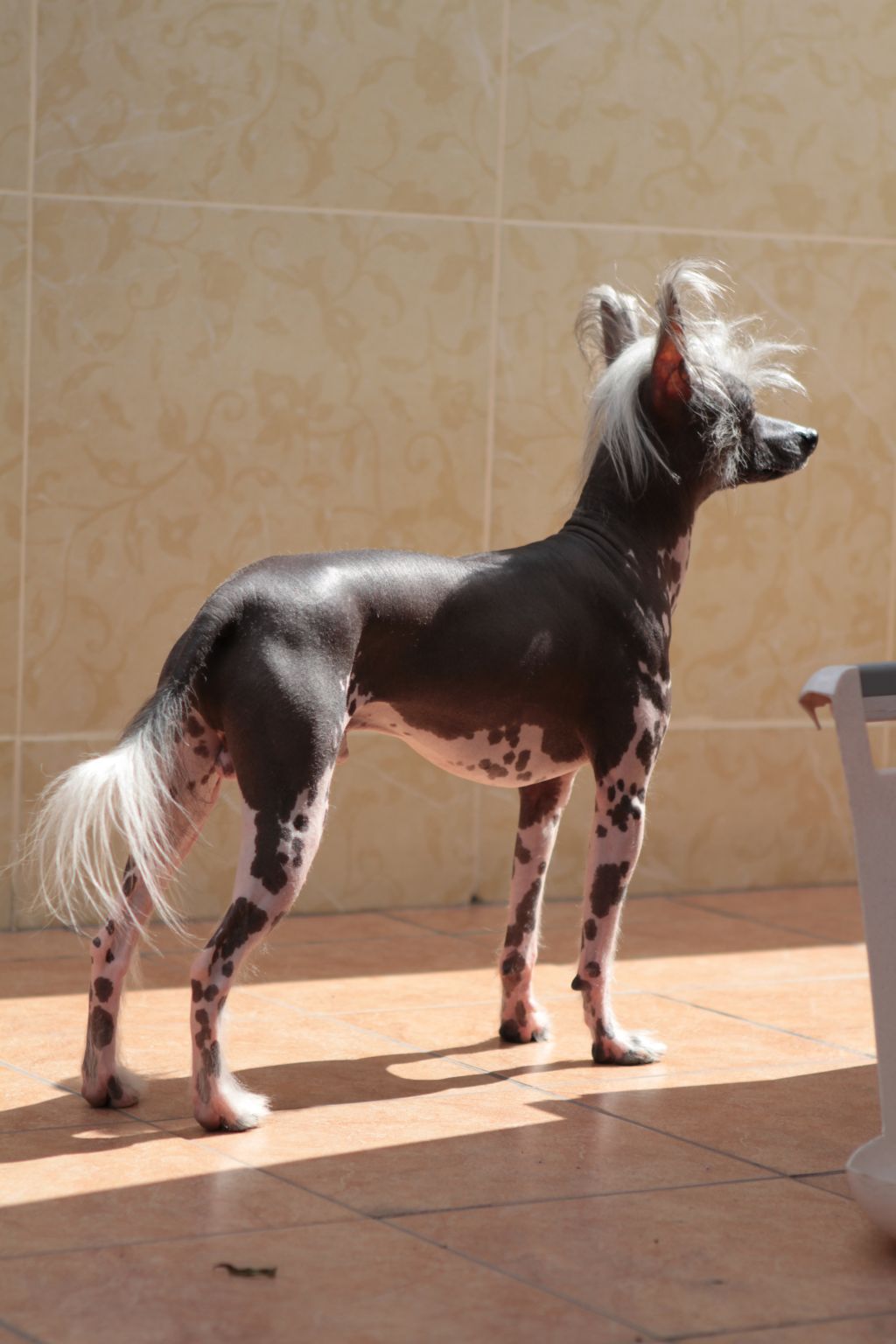 Zhoshua Zoe Indigo Spice-cake in glaze