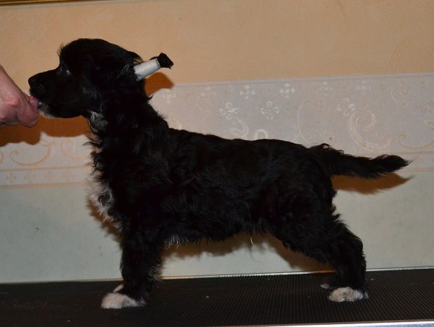 Fabulous Dogs Benjamin Franklin