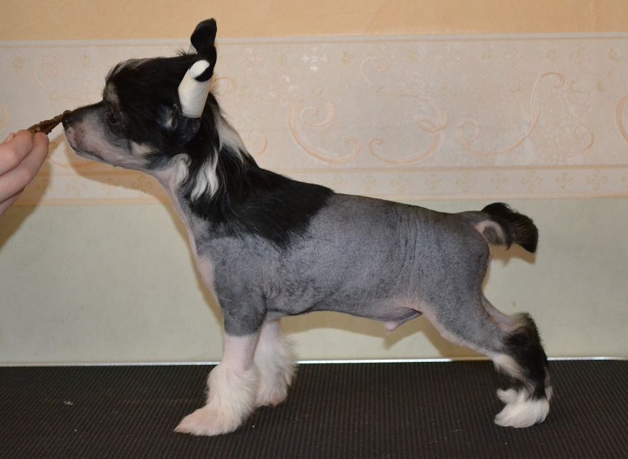 Fabulous Dogs Alfred Nobel