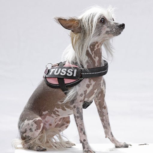 Quick Step of Stonefield