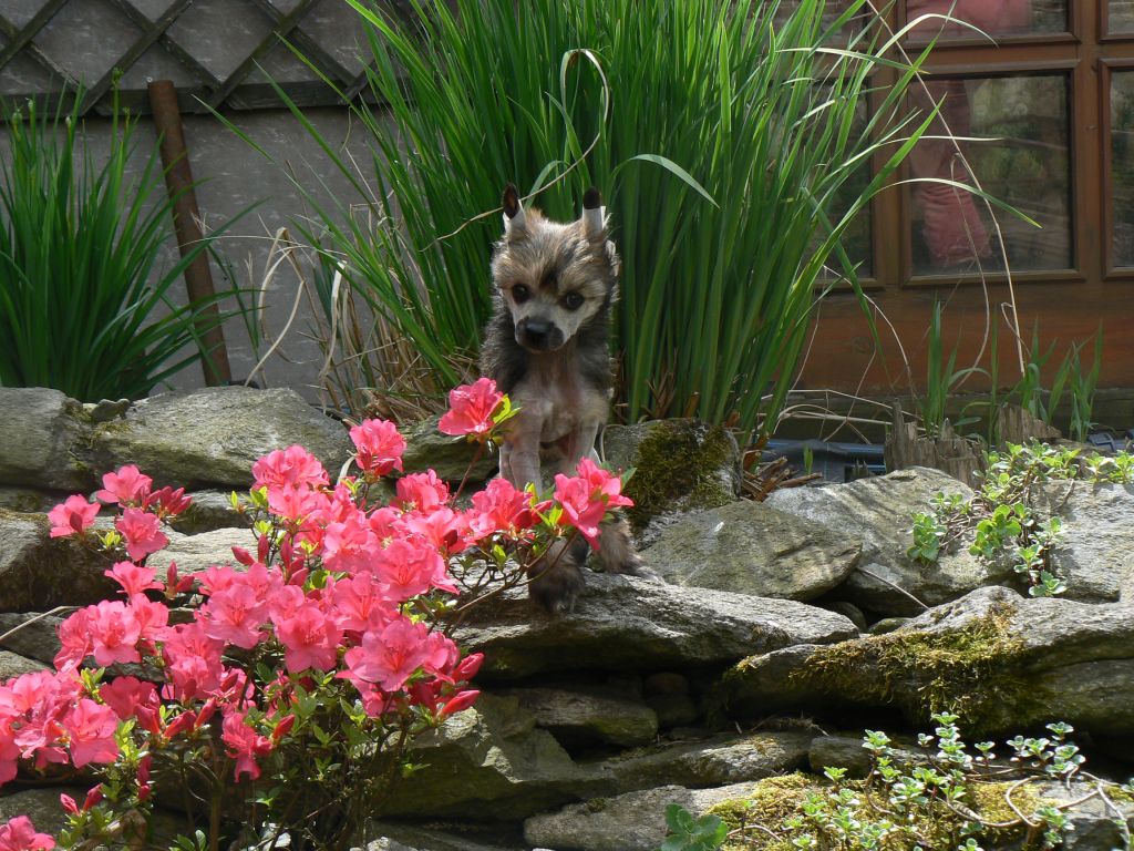 Esmail Attivan od Senové