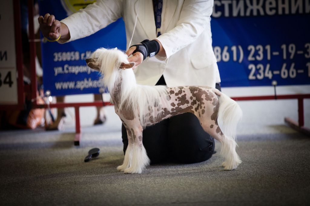 Olegro Katrin Madam Million