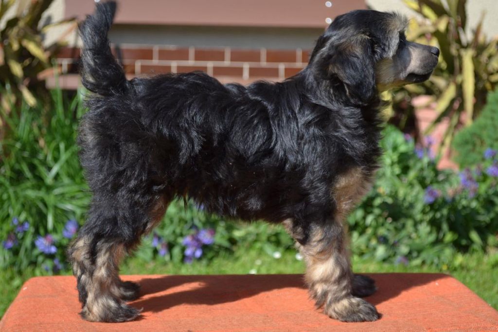 Bingo z Kutskych luk