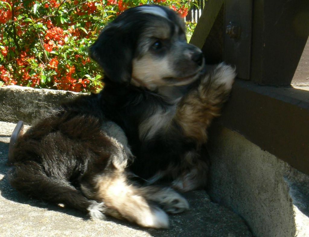 Bruno z Kutských luk