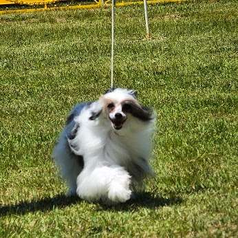 Eternity Sirius Jp Milky Way