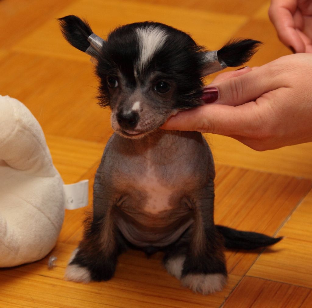 Premier Mari Margarita