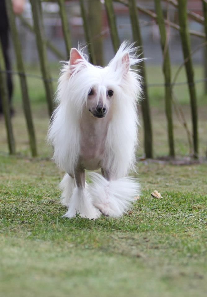 Happy Dancing Quality Queen