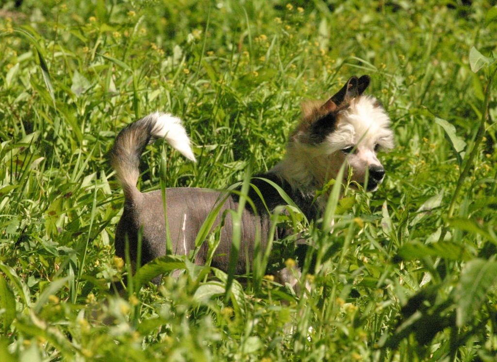 Happy Dancing Quaestor Quatre