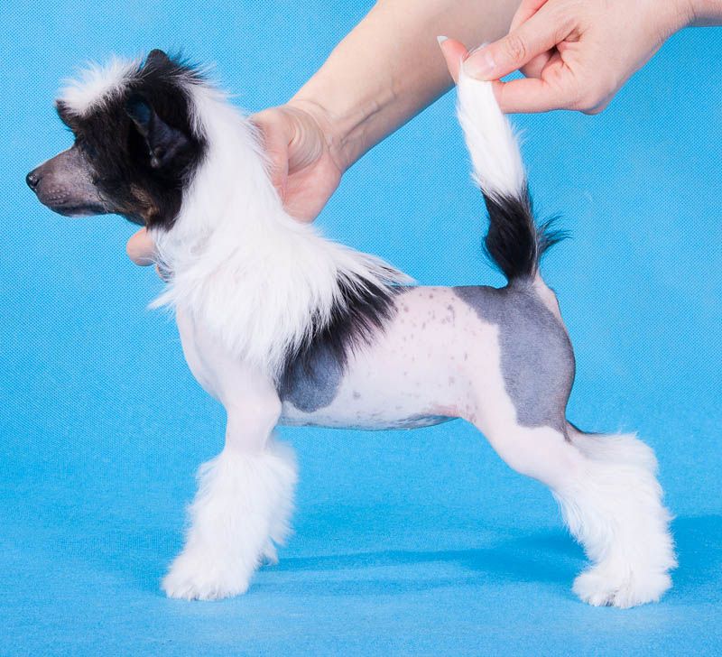 Dogland Happy Change The World 