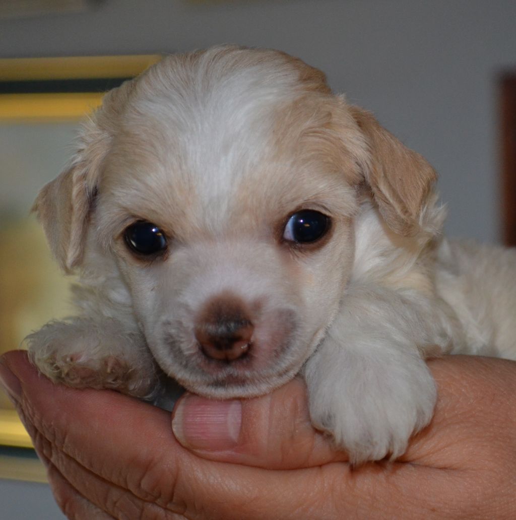 Bjarne Benjamin Avrina