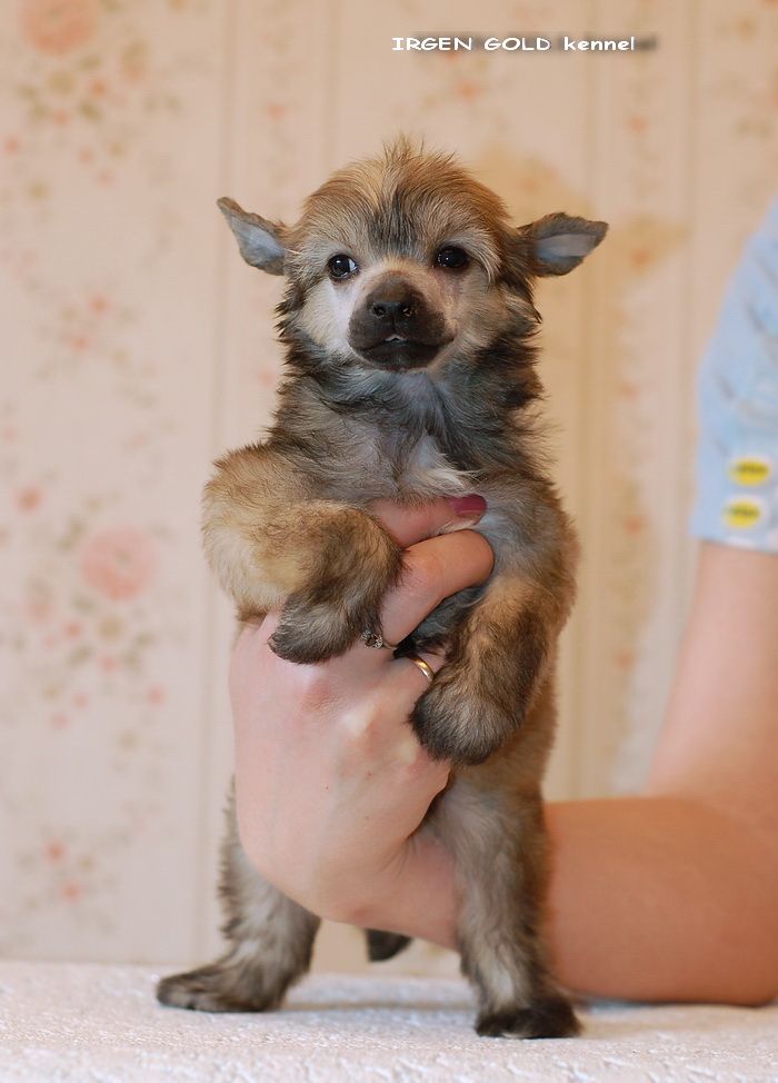 Irgen Gold Garrincha