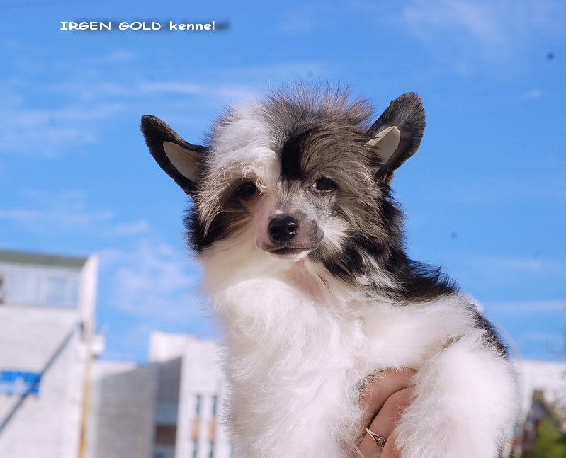 Irgen Gold Hortensia Grandiflora