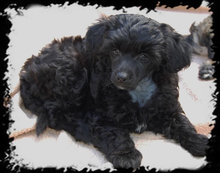 Shandor's Layback Leo