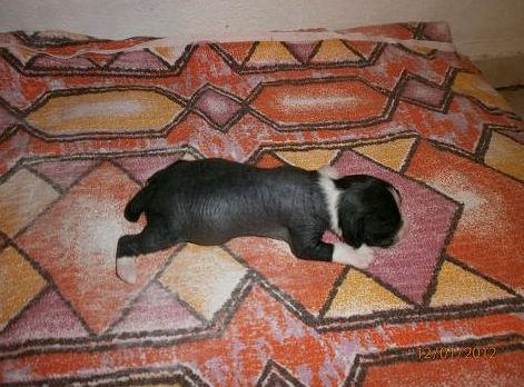 Dorian Gauliter Little Magic