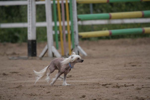 Belikous Idol Selly Huter