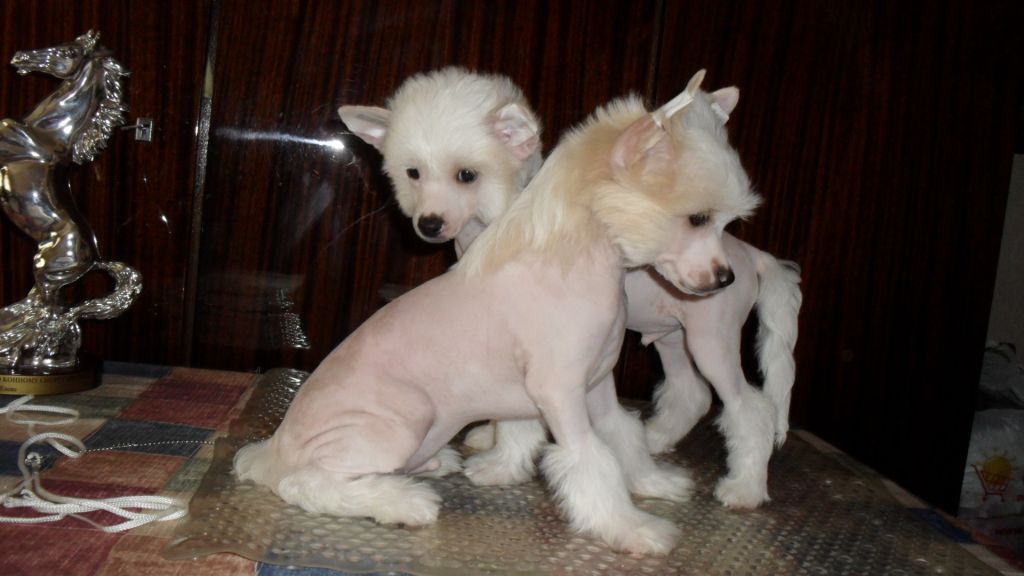 Sspoloch Show Noble Prince