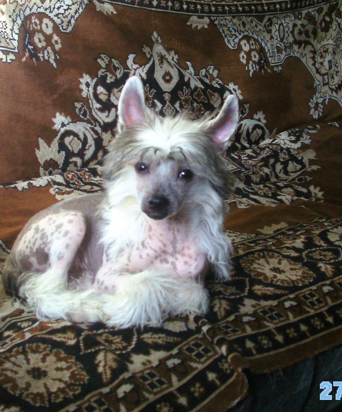 Sspoloch Show Oktavia Skoda