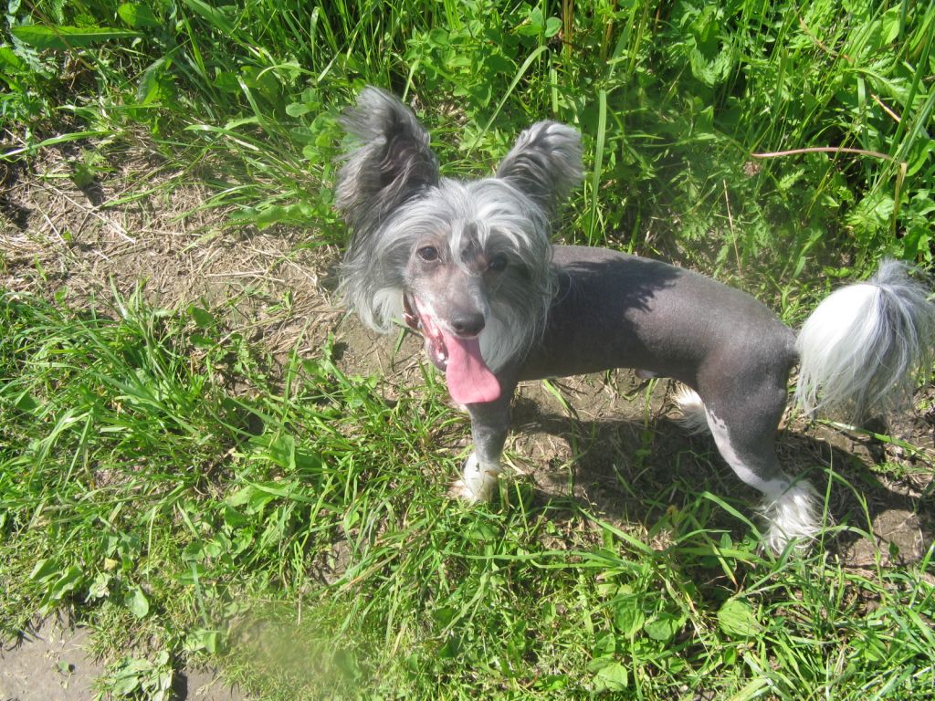 Fain Gold Uldor Vinter