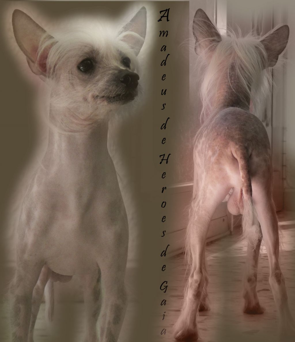 Amadeus De Heroes De Gaia