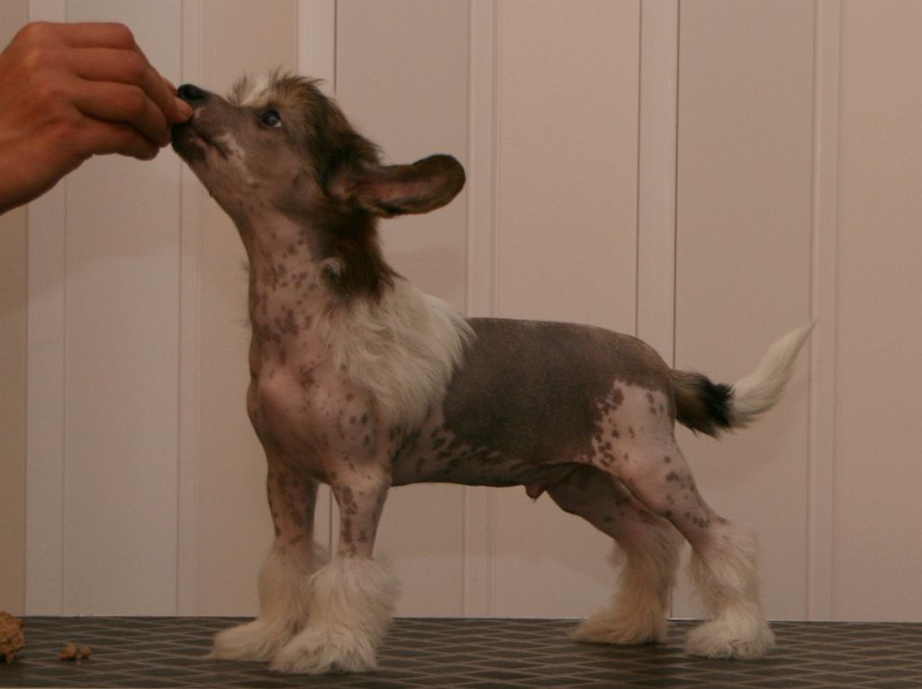 Crestiny's Don't Mess With Me