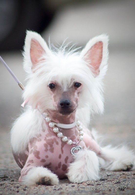 Bis Mimi Dog Doll of Zingall Roz