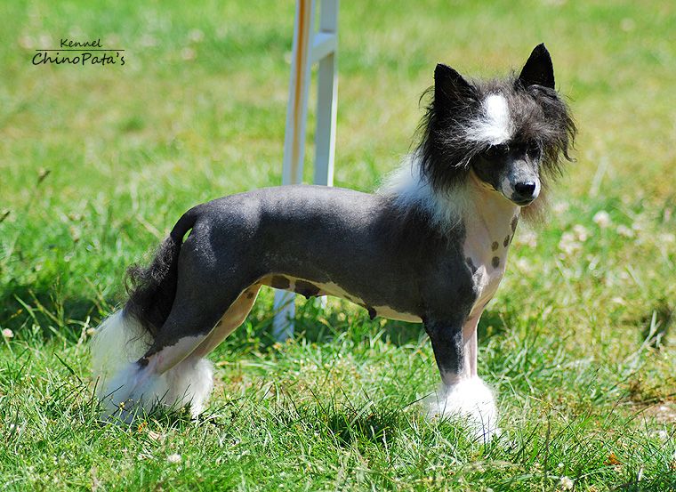 Dorothy Princess z Andelovy dlane