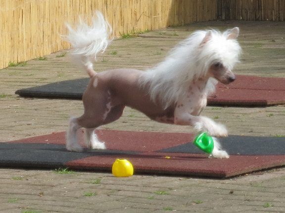 Destiny Baby z Andelovy dlane