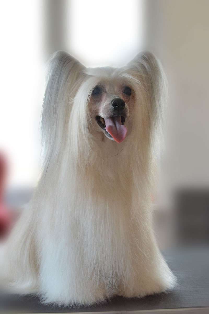 Golden Diamond Cresteds Christianne