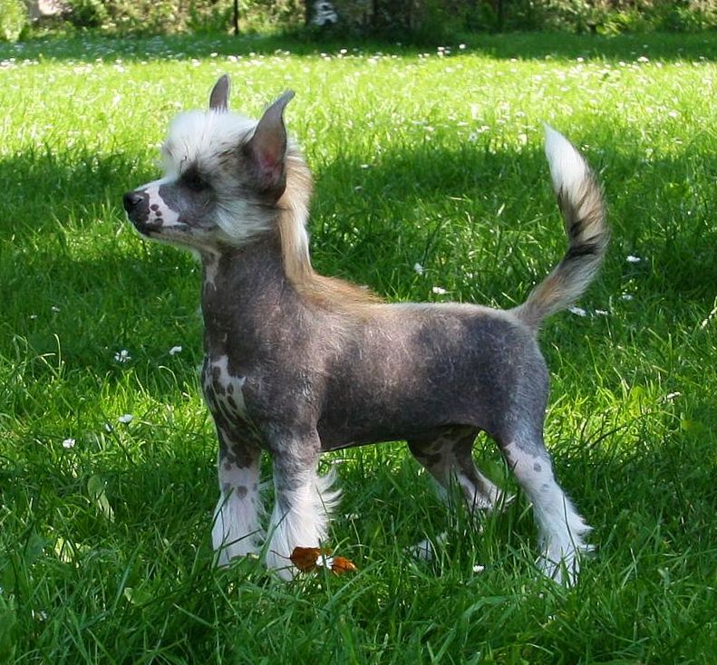 Be My Dog's Al Bakarah