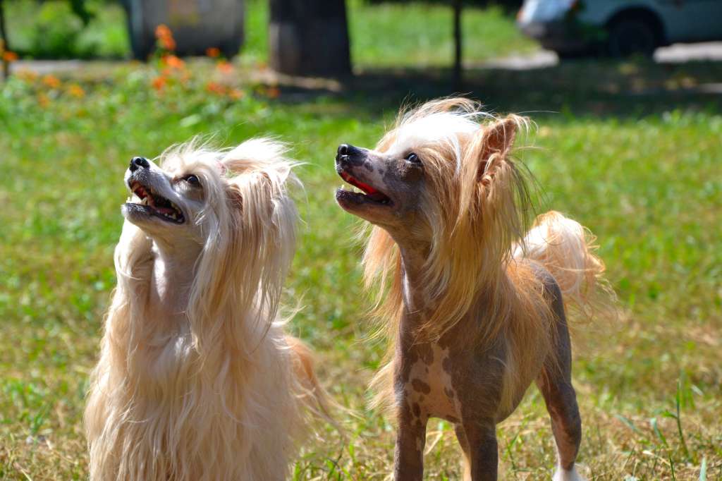 Dilonka  Almas-Alana