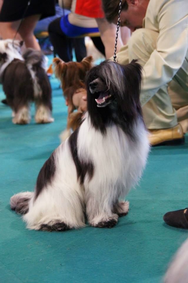 Toronto Noire Style de Fageiro