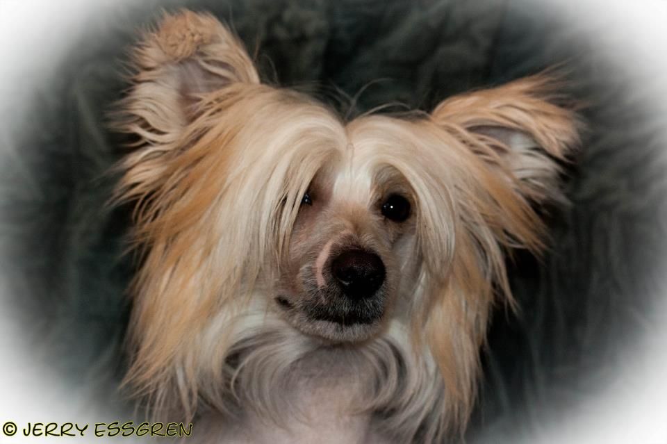 Need for Speed de Fageiro