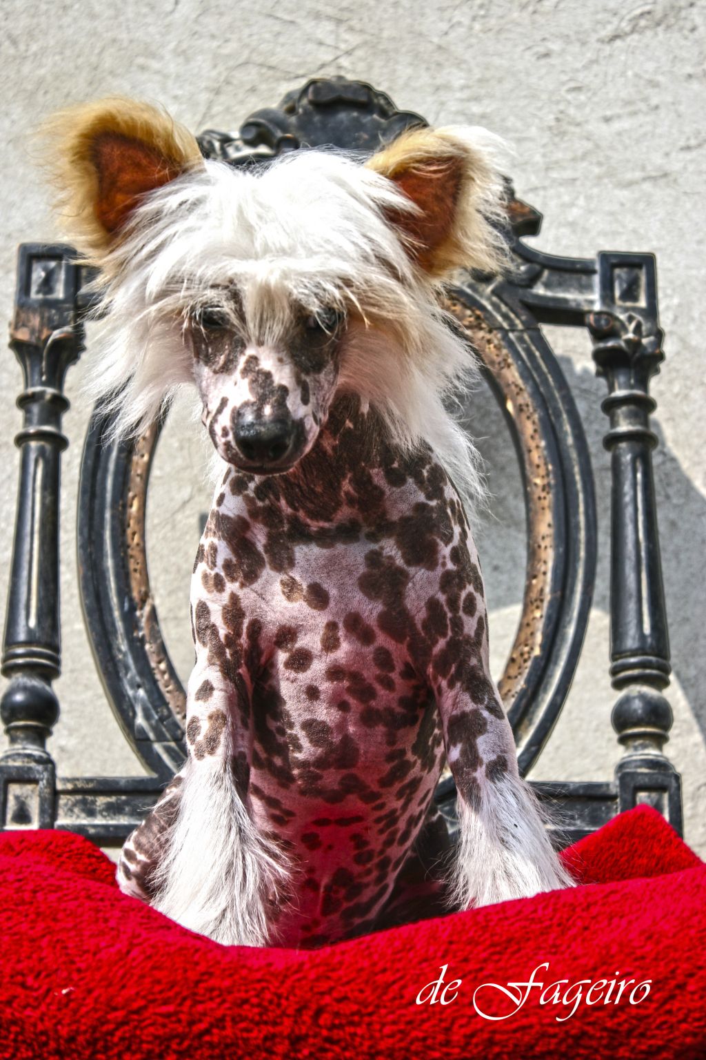 Neverwinter Nights de Fageiro