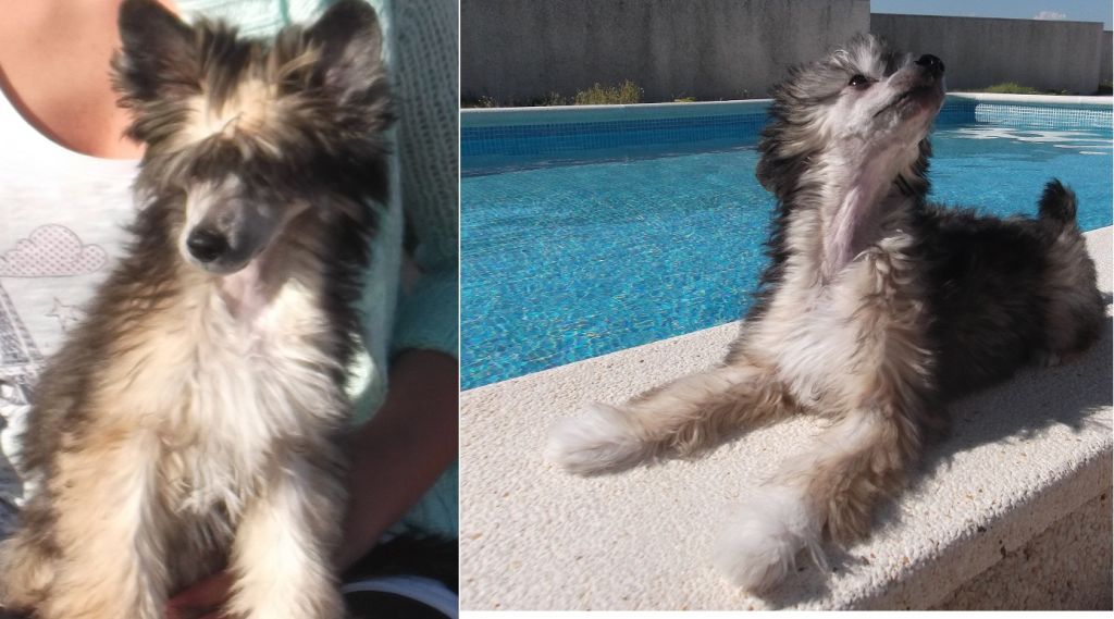 Woody Love  de Inle Ocha