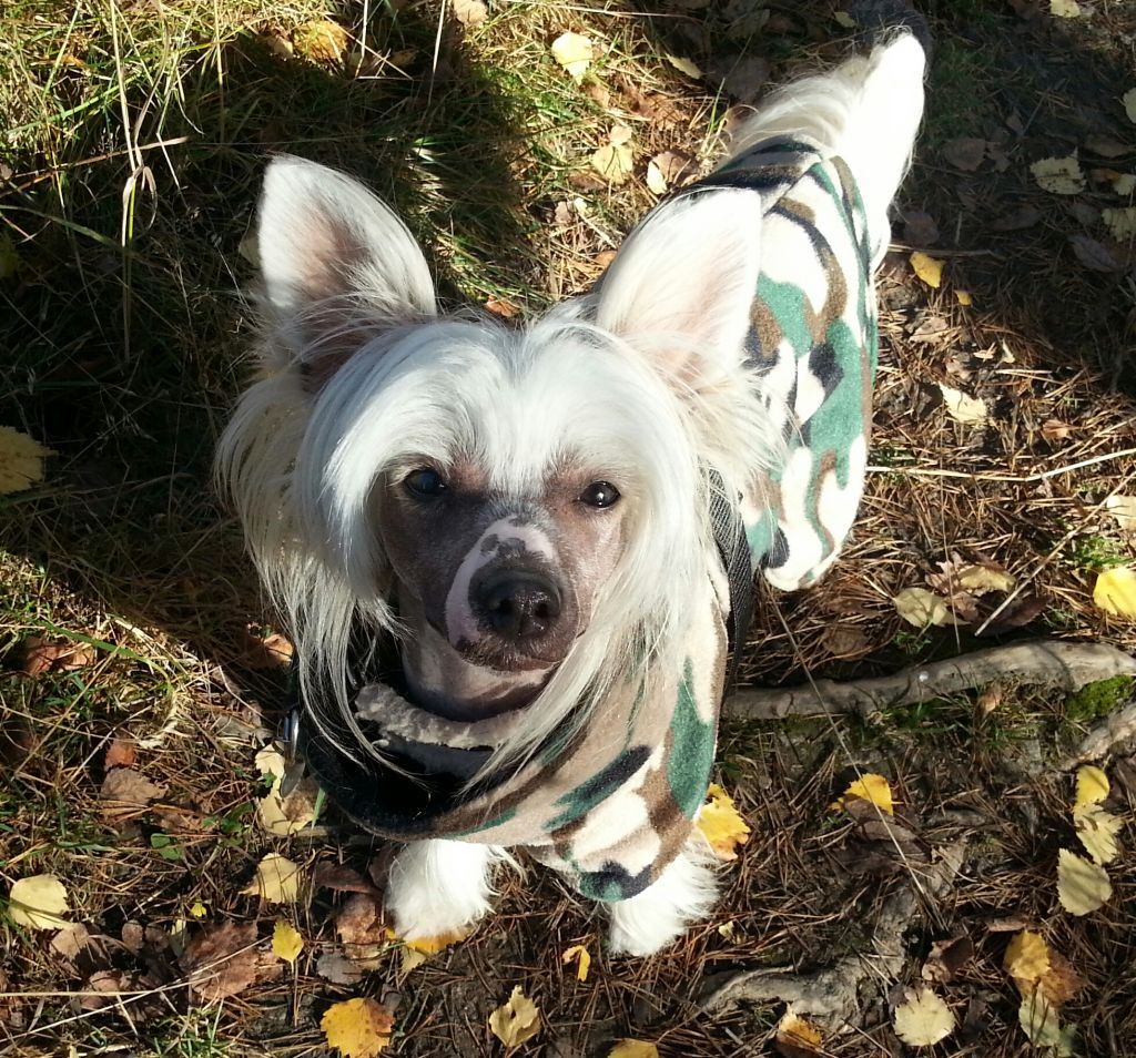 Ridgecrest's Prince Outlaw