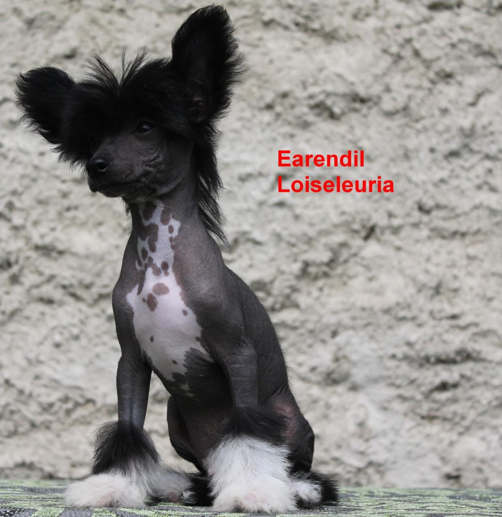 Earendil Loiseleuria