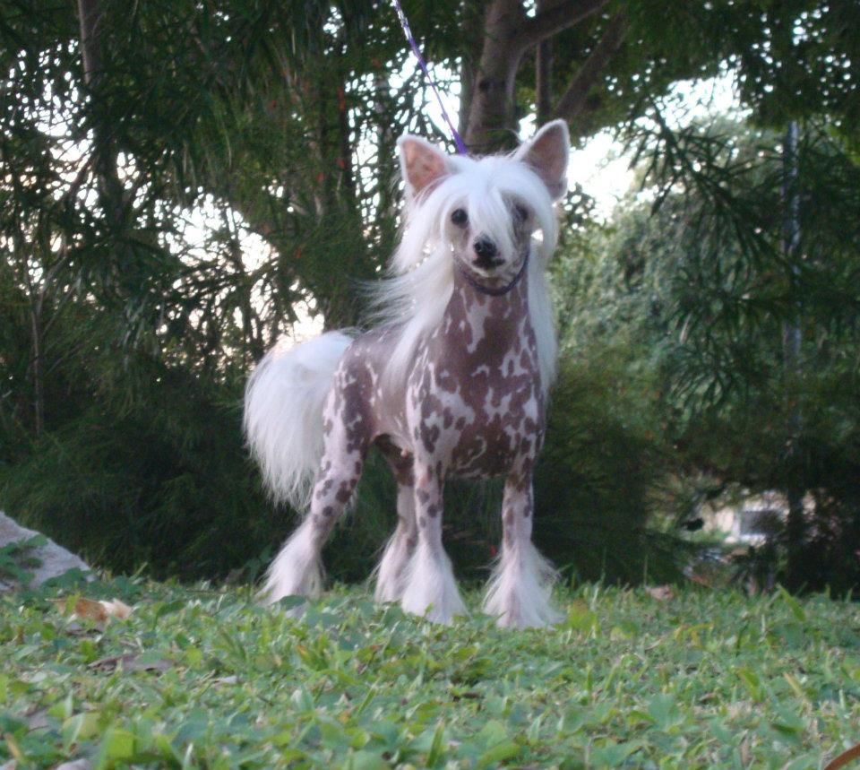 Luna Nueva D' Ferguel (Martinez, Wantuch, Padilla)