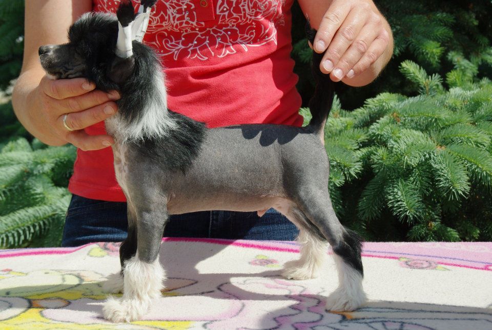 Boogie-Woogie Caramel from Goldhunter Angel's