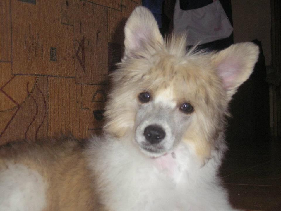 Mini Powder Girl from Goldhunter Angel's