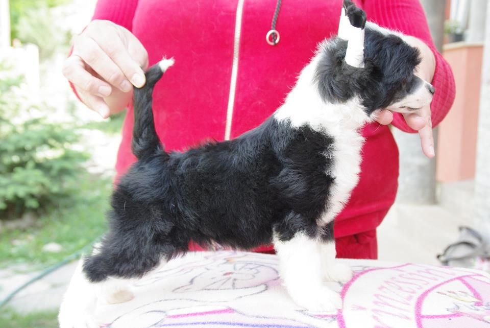 Black-Jack from Goldhunter Angel's