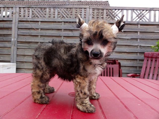 Frendor's Just a Gigolo