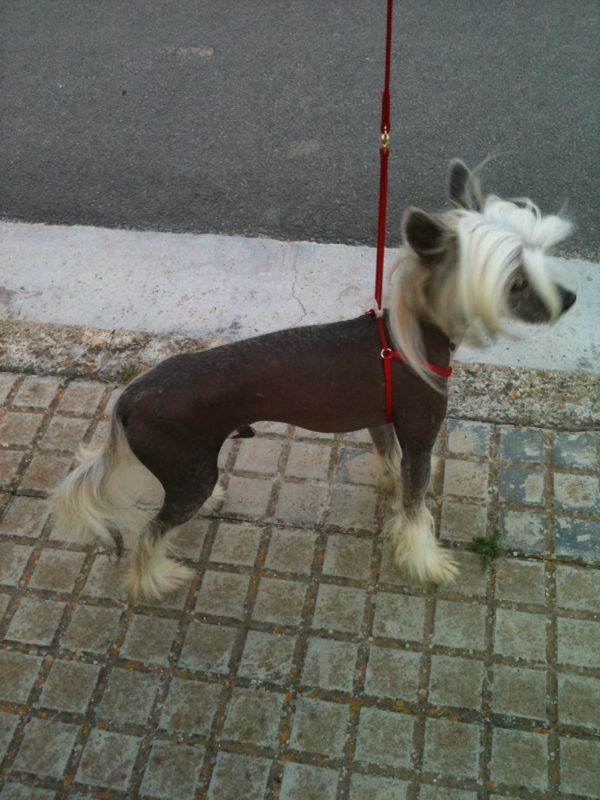 Chardonnay de Bandedogge