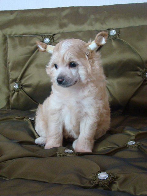 Lilu