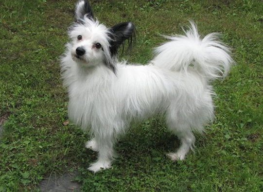 Windy Willow's Canes Venatici