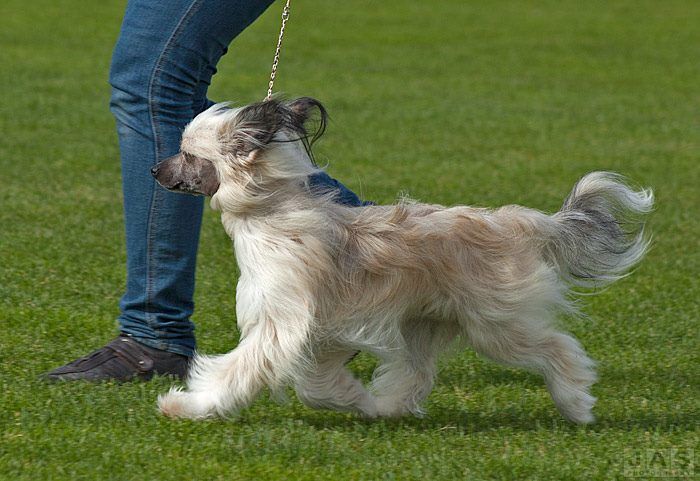 Windy Willow's Camelopardalis