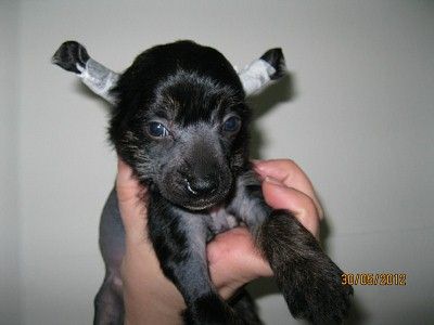 Sofiya Imperiya Nochi