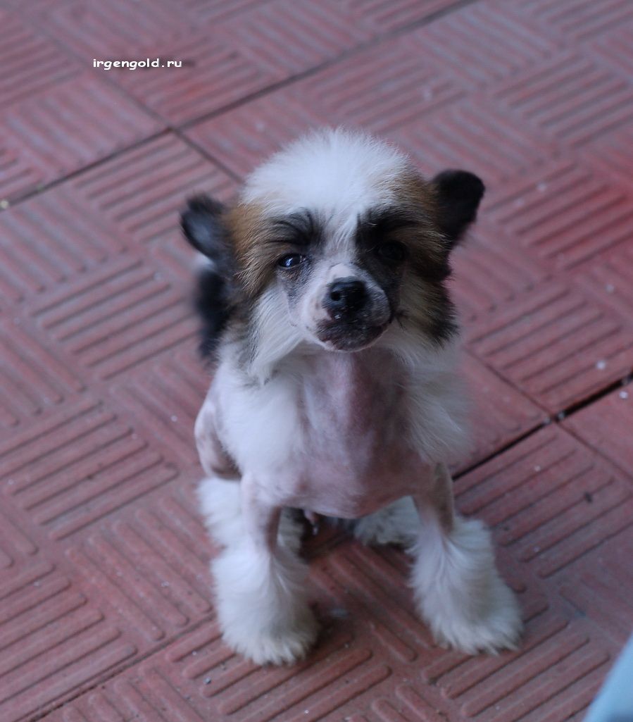 Irgen Gold Dirk Bikkembergs