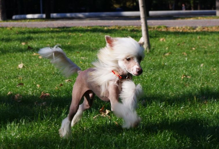 Athos Count de la Fere