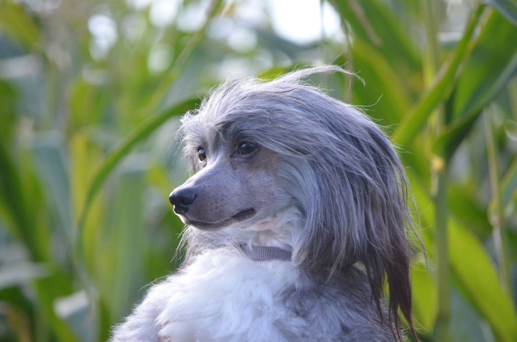 Caipirinha's Over The Top