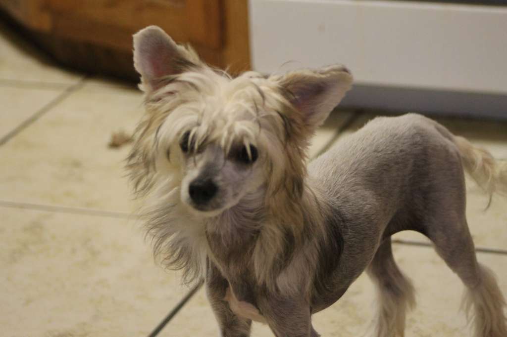 Cabaret Dasha Firestarter